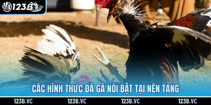 Các hình thức đá gà nổi bật tại nền tảng 